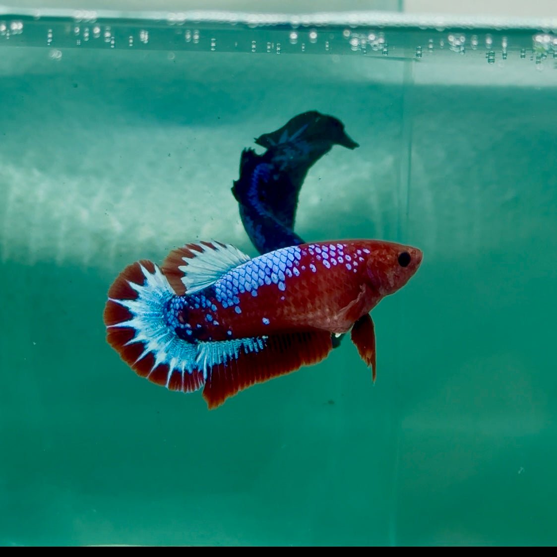 Plakat Red Fancy Female Betta Ma26
