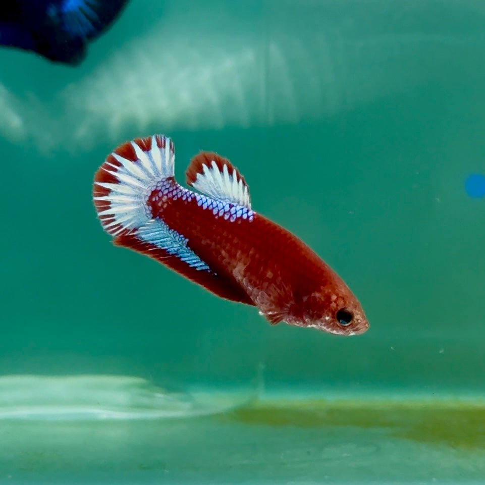 Plakat Red Fancy Female Betta Ma27
