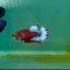 Plakat Red Fancy Female Betta Ma27