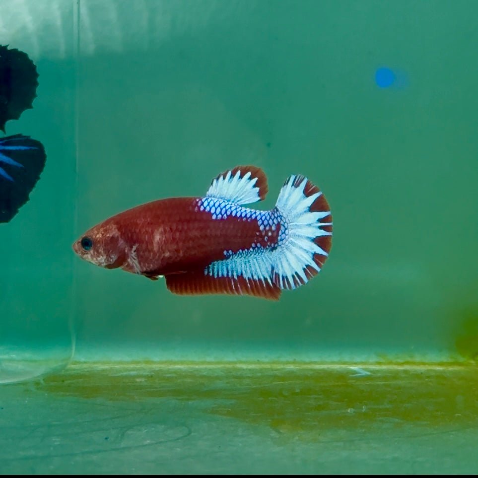 Plakat Red Fancy Female Betta Ma27