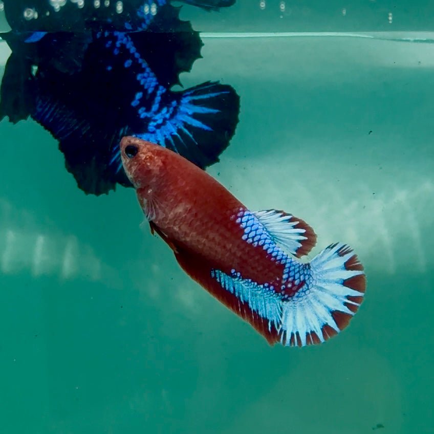 Plakat Red Fancy Female Betta Ma27