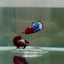 Plakat Red Fancy Female Betta N79