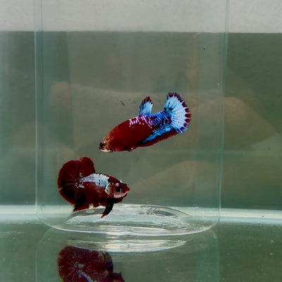 Plakat Red Fancy Female Betta N79