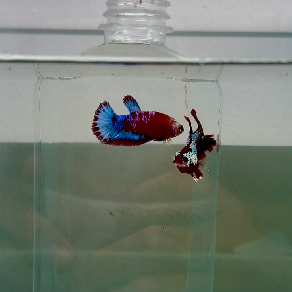 Plakat Red Fancy Female Betta N79