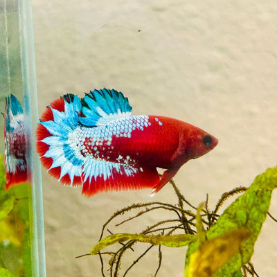 Plakat Red Fancy Hellboy Female Betta 010 Female betta