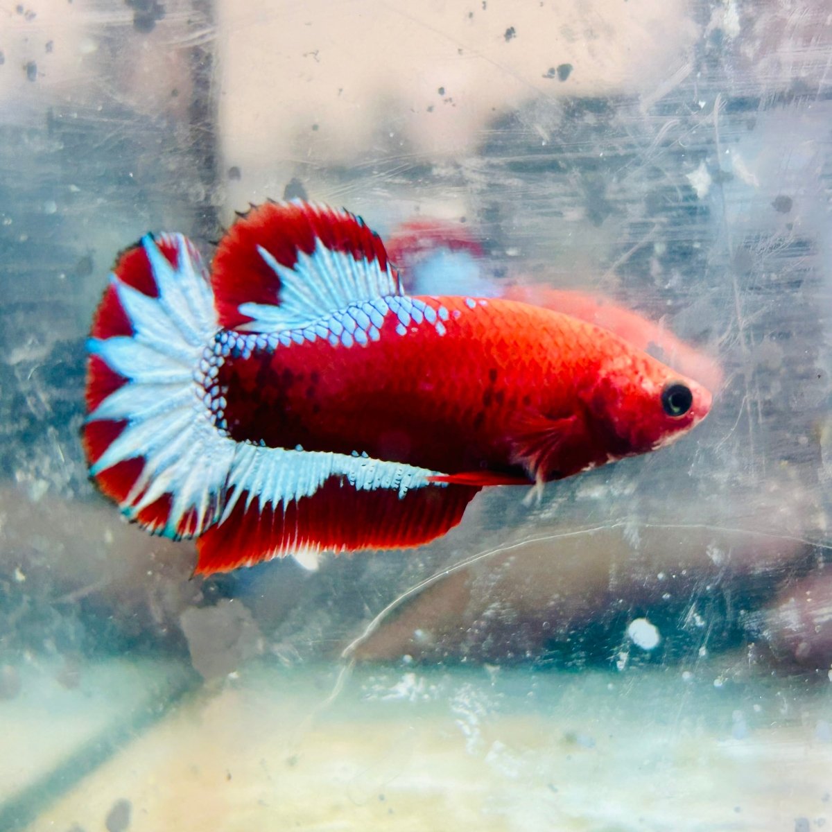 Plakat Red Fancy Hellboy Female Betta #031