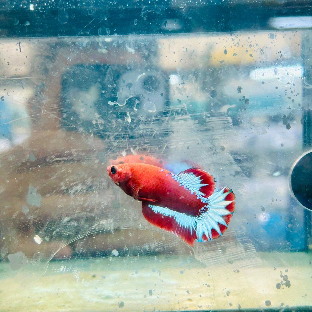 Plakat Red Fancy Hellboy Female Betta #031