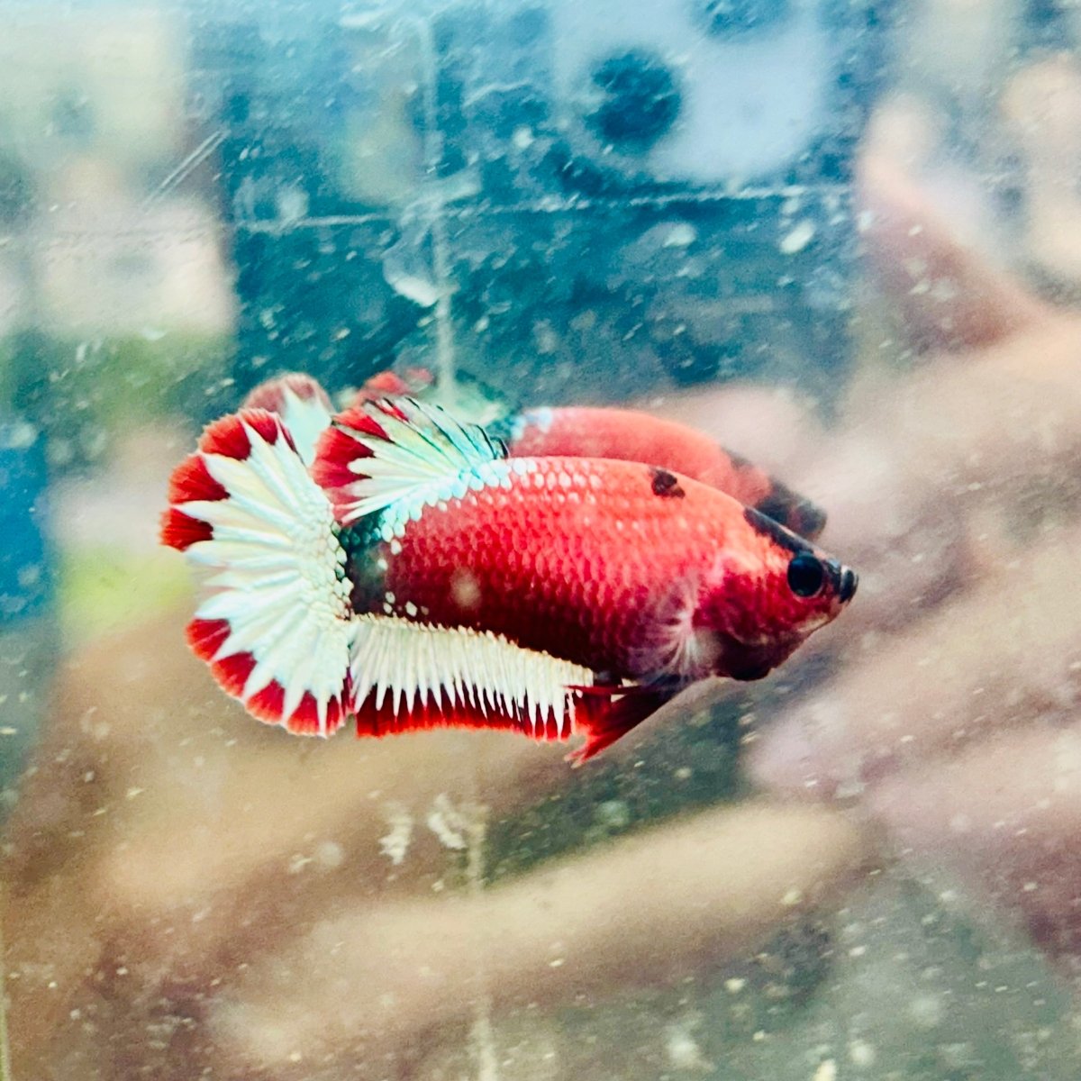 Plakat Red Fancy Hellboy Female Betta #031
