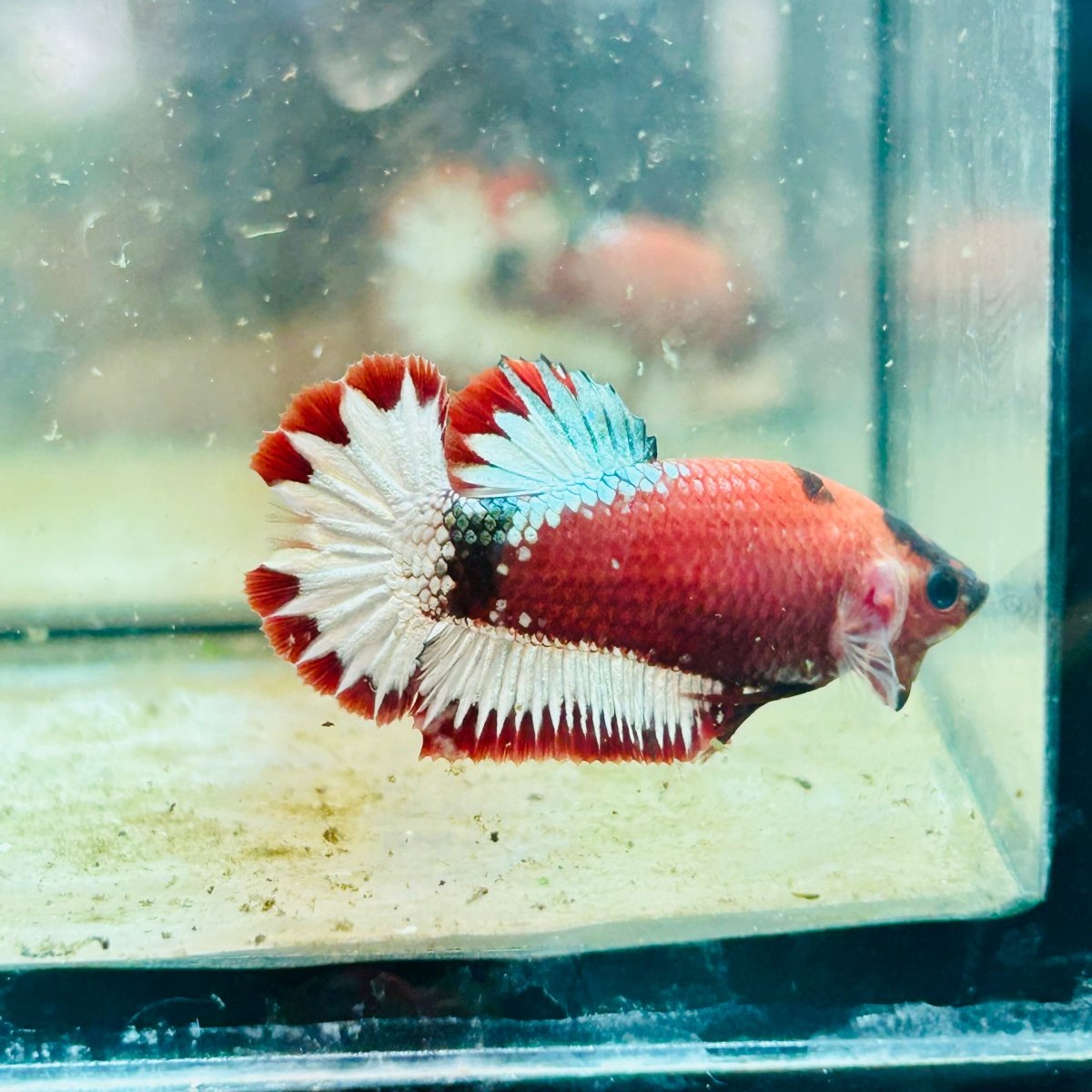 Plakat Red Fancy Hellboy Female Betta #031