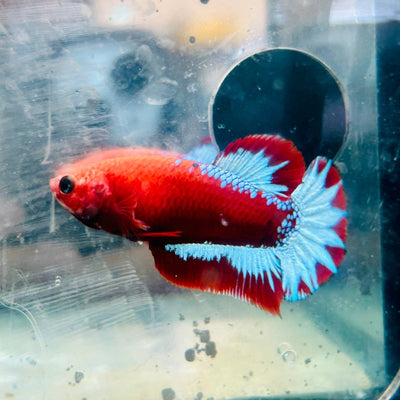 Plakat Red Fancy Hellboy Female Betta 031 Female betta
