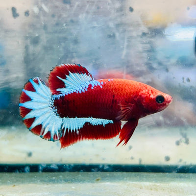 Plakat Red Fancy Hellboy Female Betta 031 Female betta