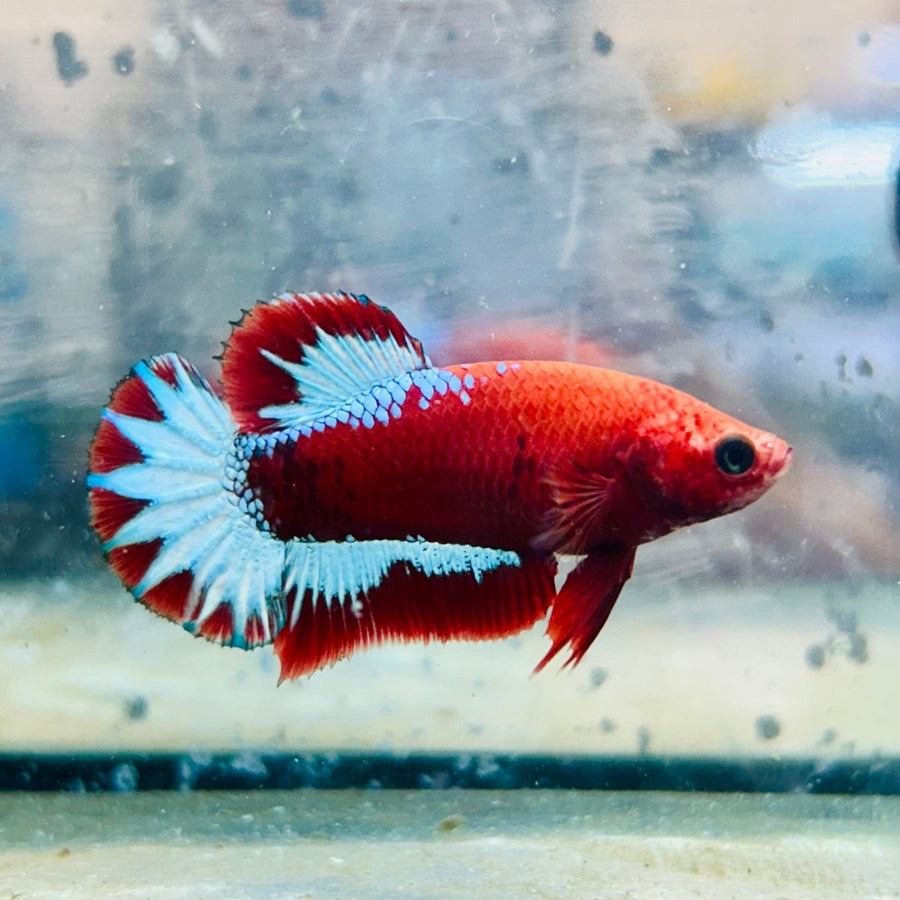 Plakat Red Fancy Hellboy Female Betta 031 Female betta