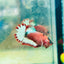 Plakat Red Fancy Hellboy Female Betta 031 Female betta