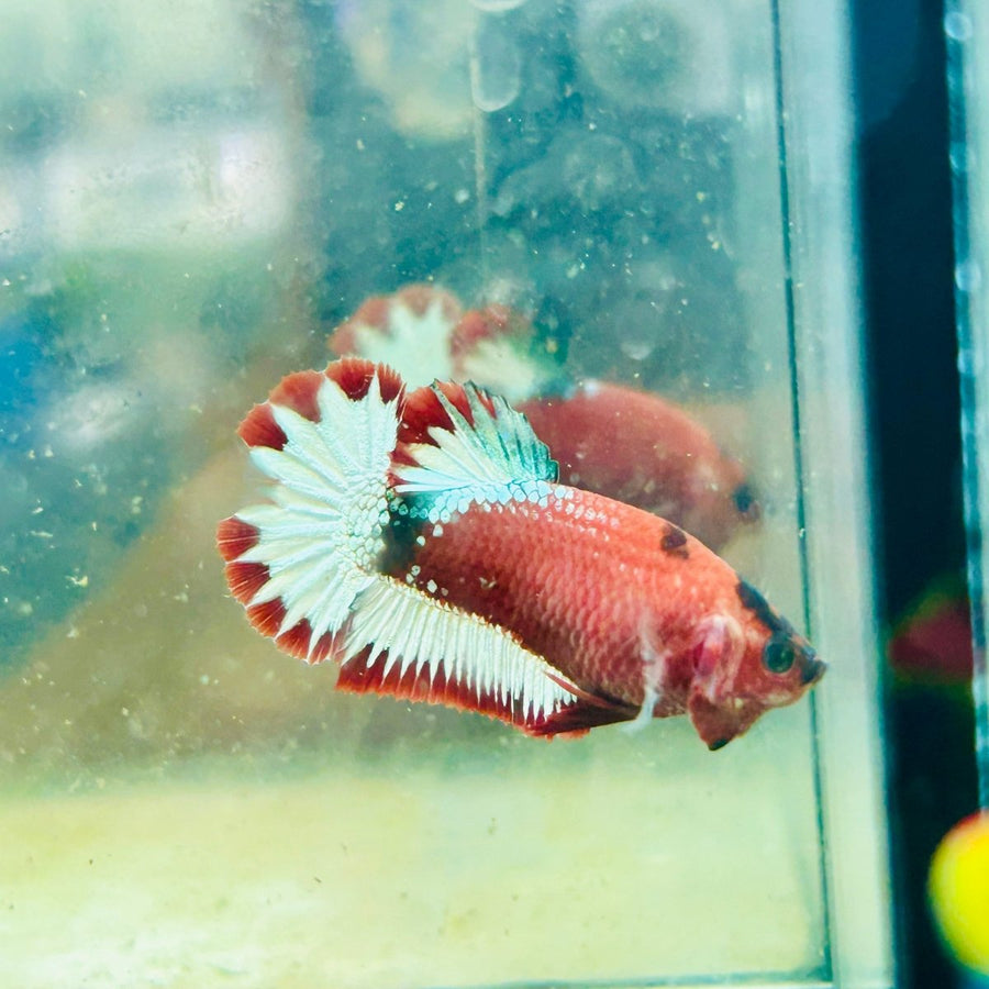 Plakat Red Fancy Hellboy Female Betta 031 Female betta