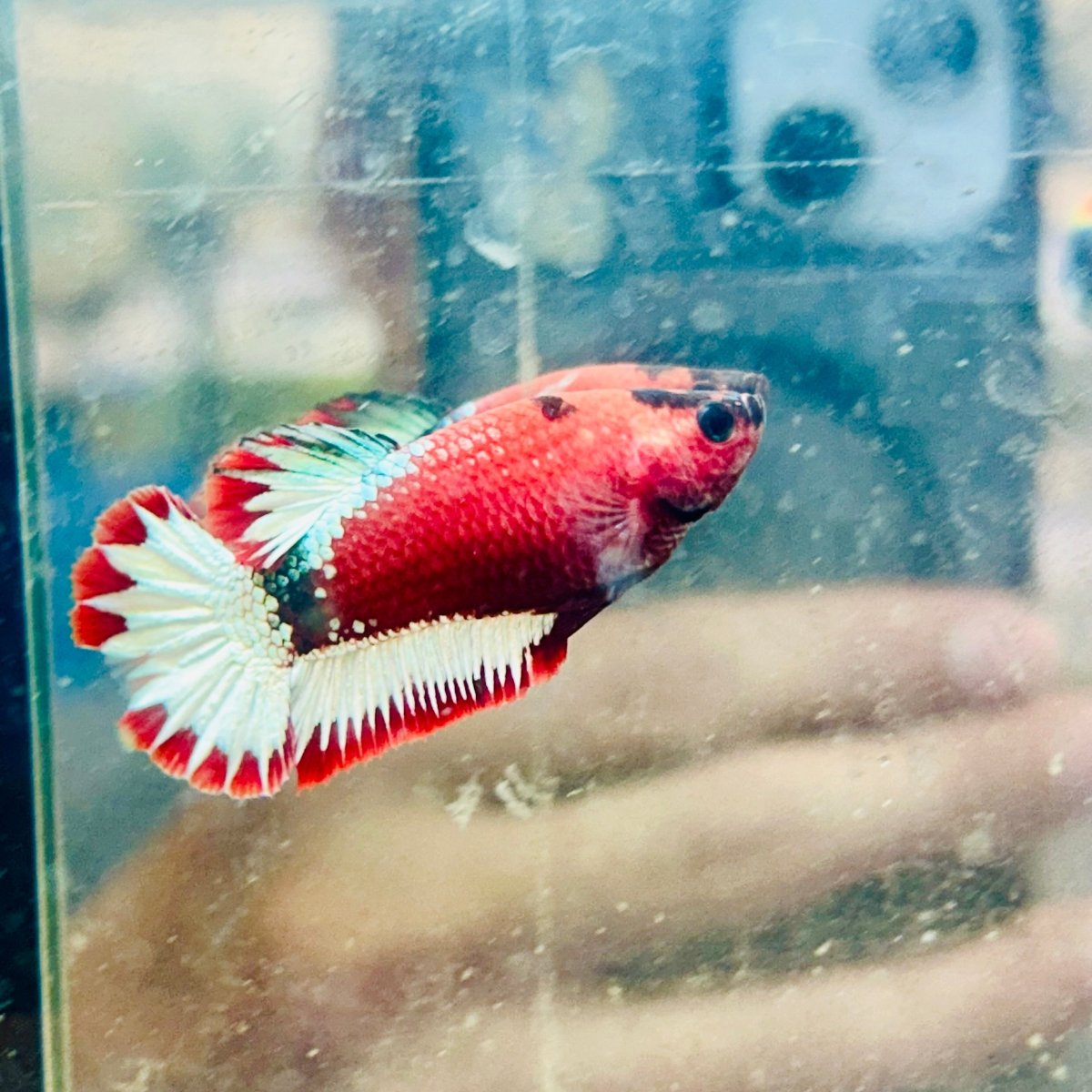 Plakat Red Fancy Hellboy Female Betta 031 Female betta