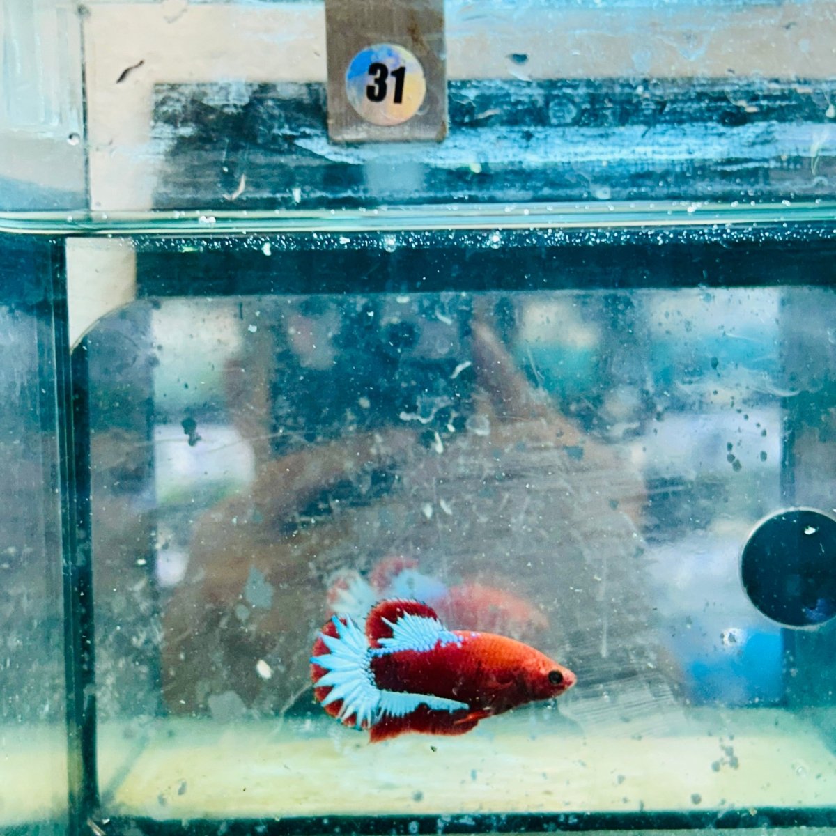 Plakat Red Fancy Hellboy Female Betta #031