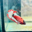 Plakat Red Fancy Hellboy Female Betta 031 Female betta