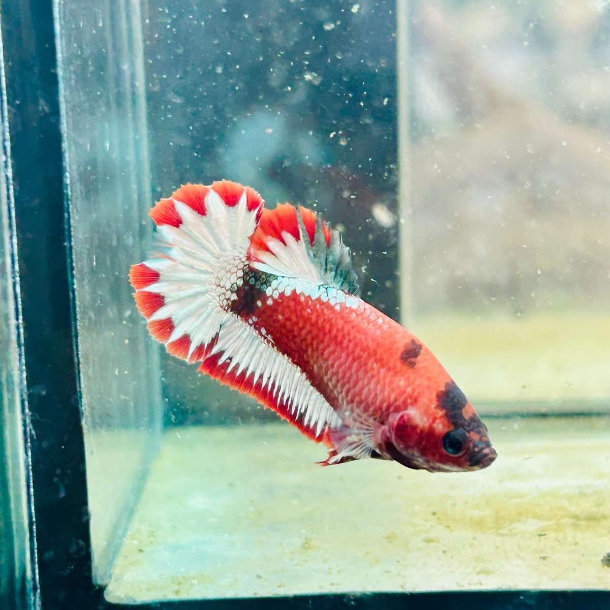 Plakat Red Fancy Hellboy Female Betta 031 Female betta