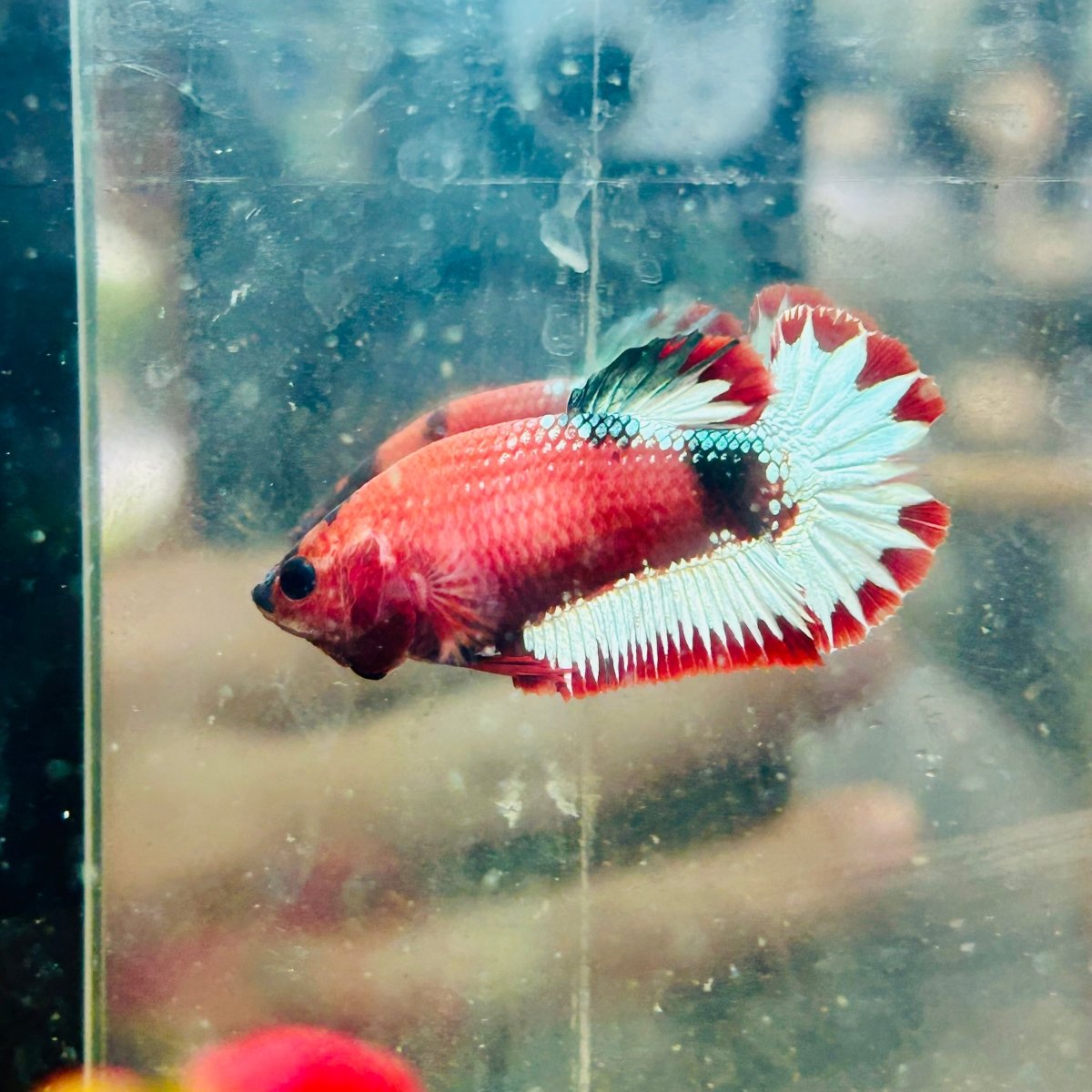 Plakat Red Fancy Hellboy Female Betta 031 Female betta
