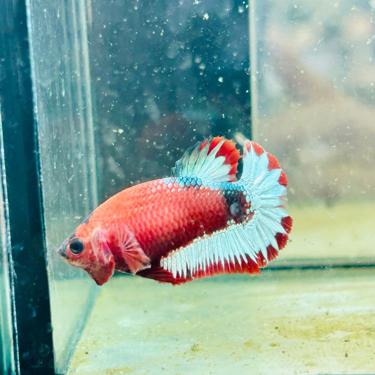 Plakat Red Fancy Hellboy Female Betta 031 Female betta