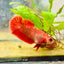 Plakat Red Fancy Hellboy Female Betta 151