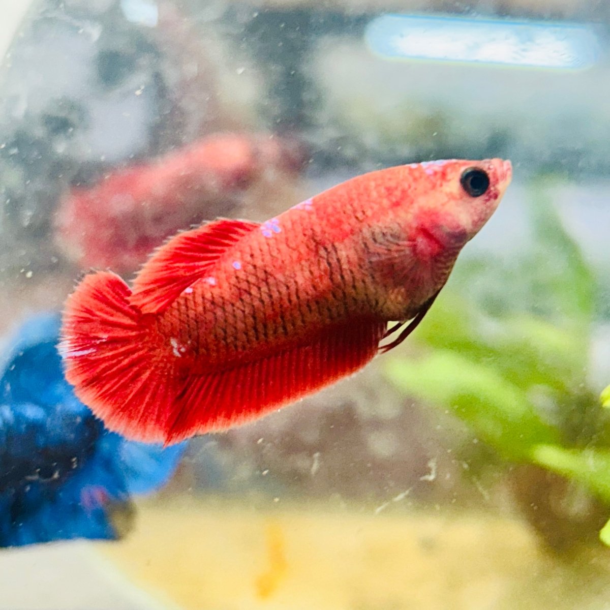 Plakat Red Fancy Hellboy Female Betta 151