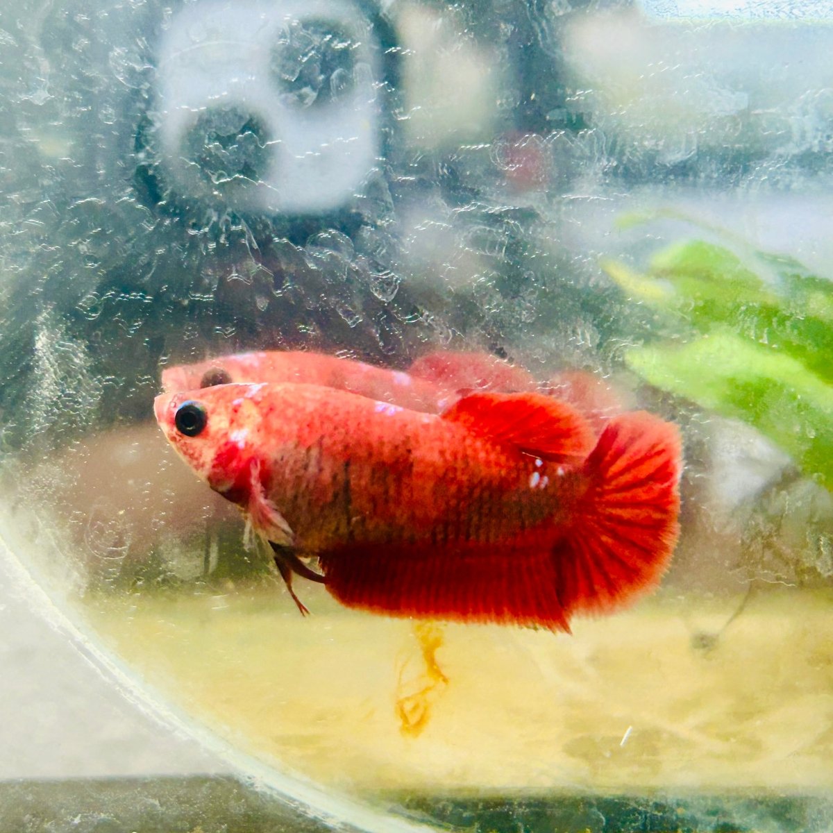 Plakat Red Fancy Hellboy Female Betta 151