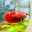 Plakat Red Fancy Hellboy Female Betta 151
