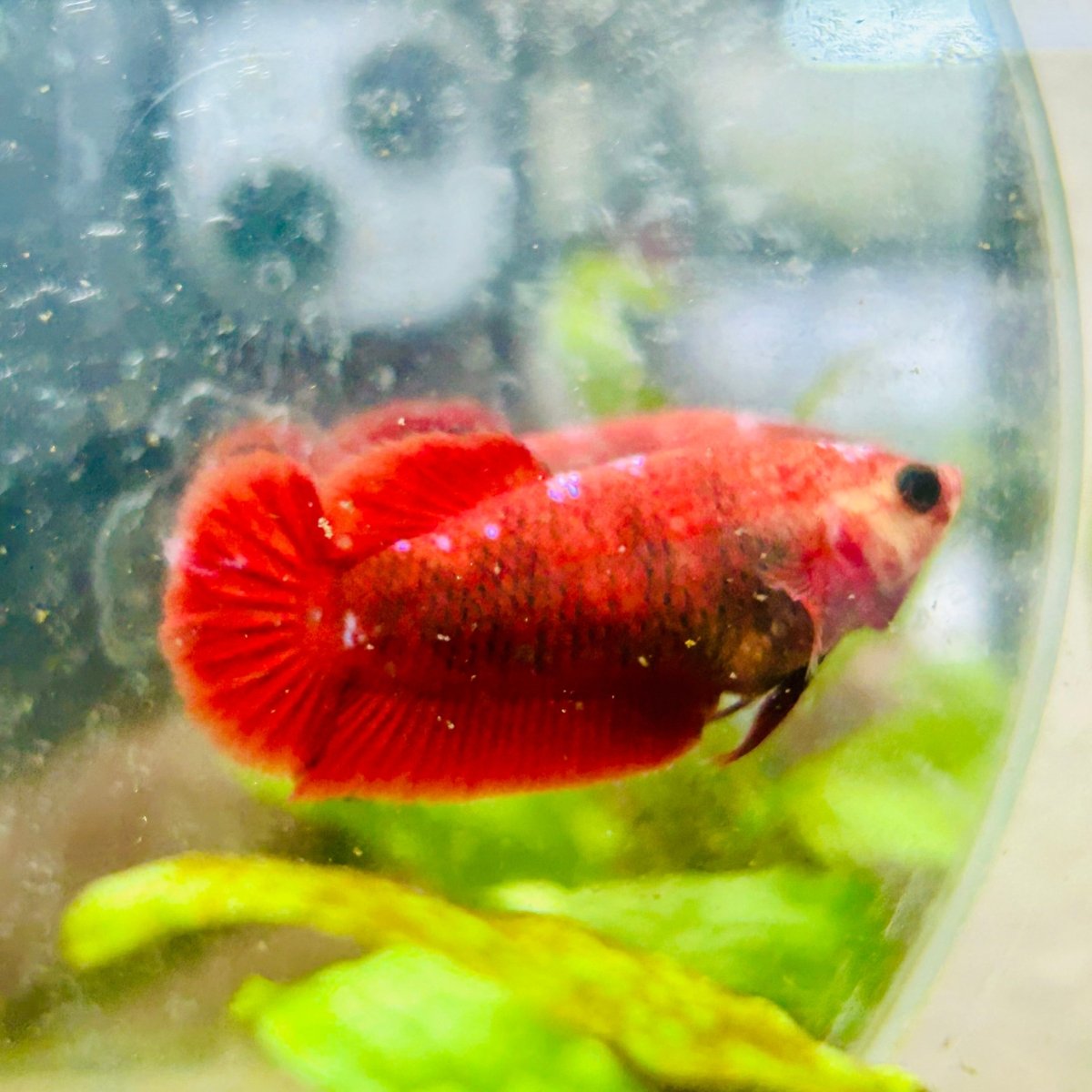 Plakat Red Fancy Hellboy Female Betta 151