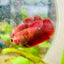 Plakat Red Fancy Hellboy Female Betta 151