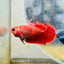 Plakat Red Fancy Hellboy Female Betta 151