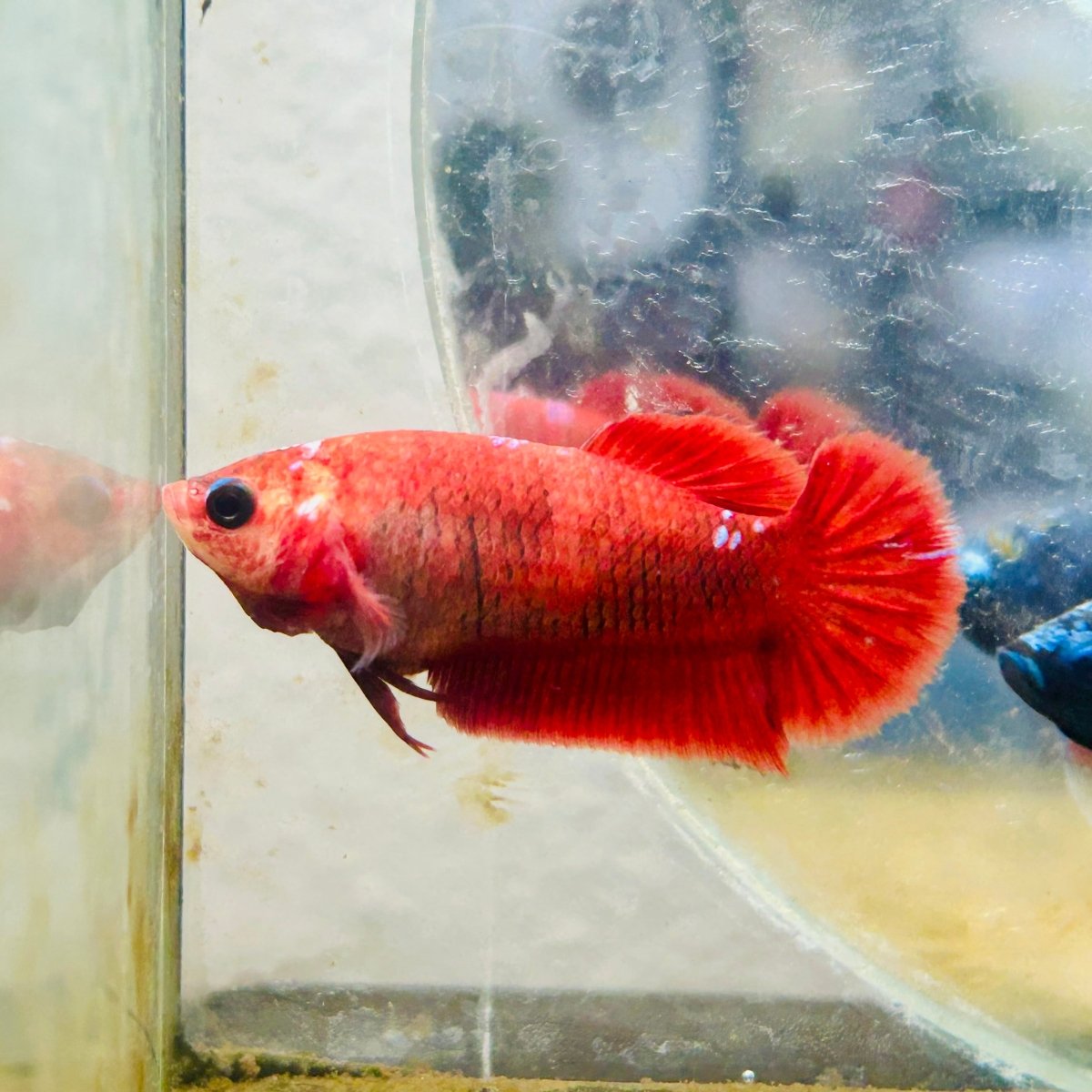 Plakat Red Fancy Hellboy Female Betta 151