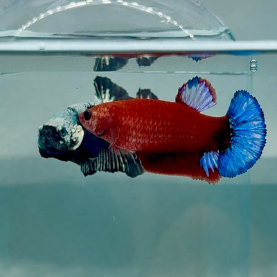 Plakat Red Fancy Hellboy Female Betta Au67 Female betta
