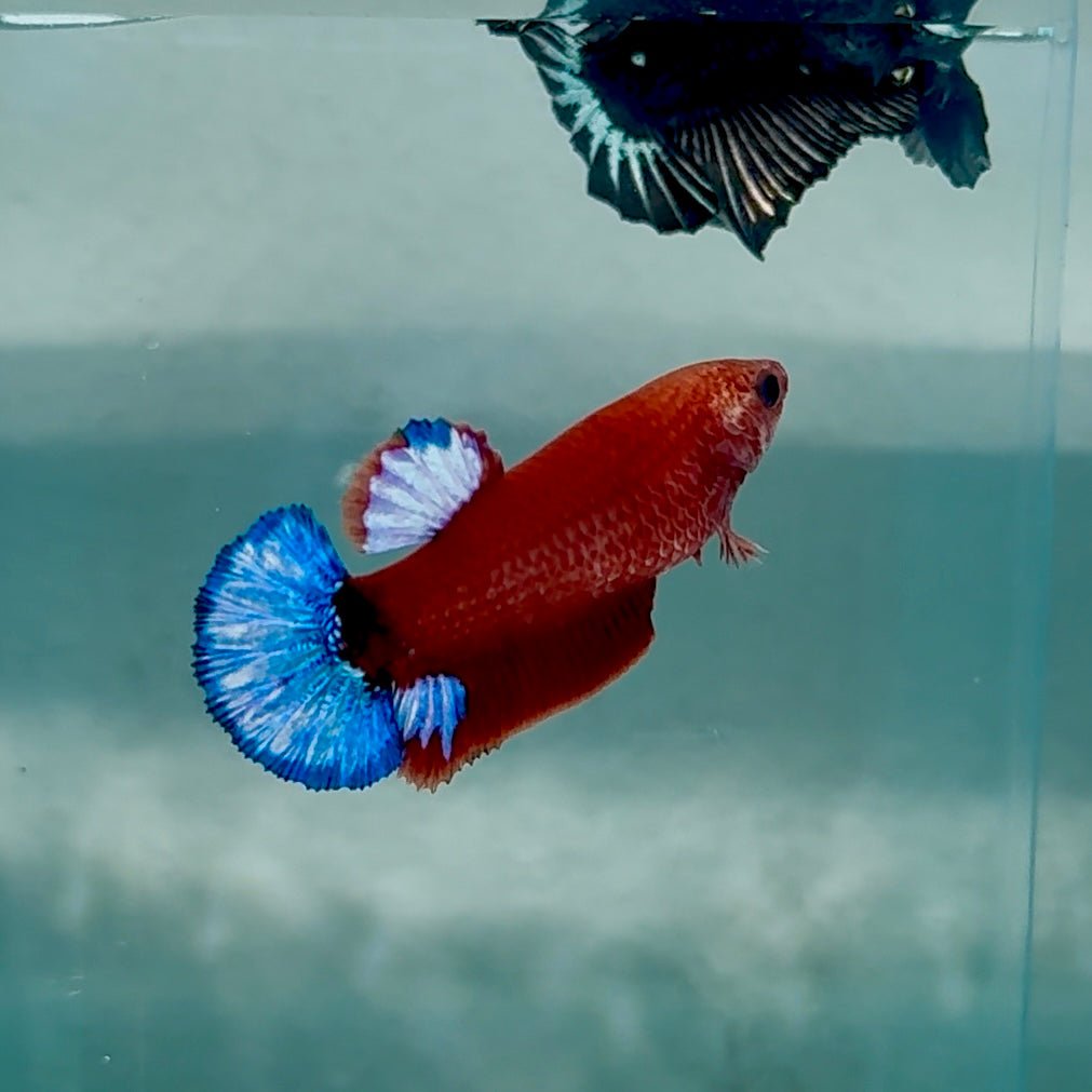 Plakat Red Fancy Hellboy Female Betta #Au67