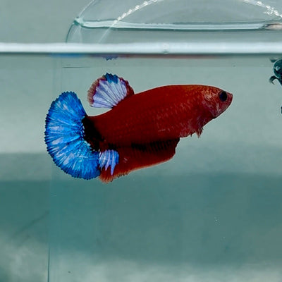 Plakat Red Fancy Hellboy Female Betta Au67 Female betta