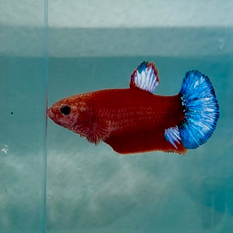 Plakat Red Fancy Hellboy Female Betta #Au67