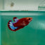 Plakat Red Fancy Hellboy Female Betta Ma25