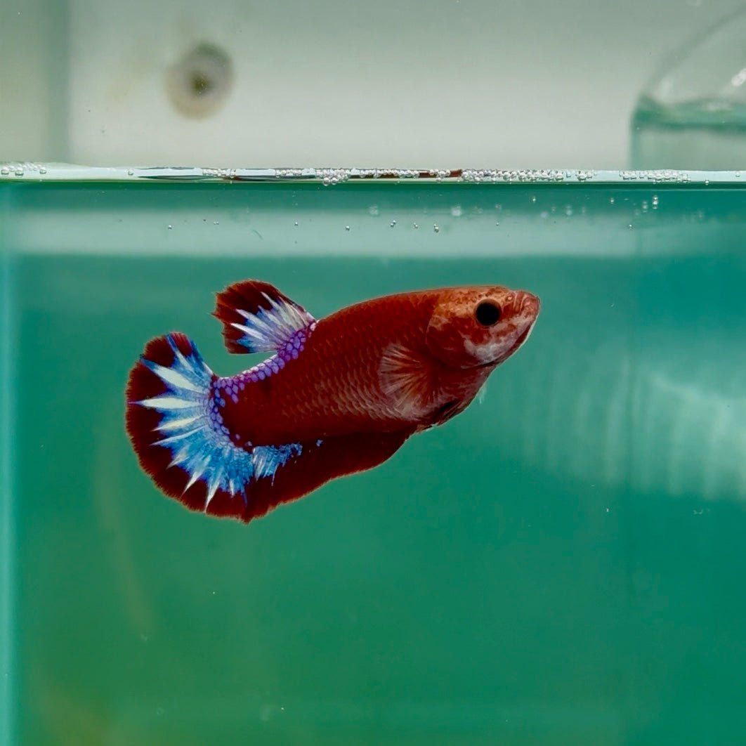 Plakat Red Fancy Hellboy Female Betta Ma25