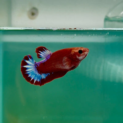 Plakat Red Fancy Hellboy Female Betta Ma25