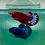 Plakat Red Fancy Hellboy Female Betta Ma25