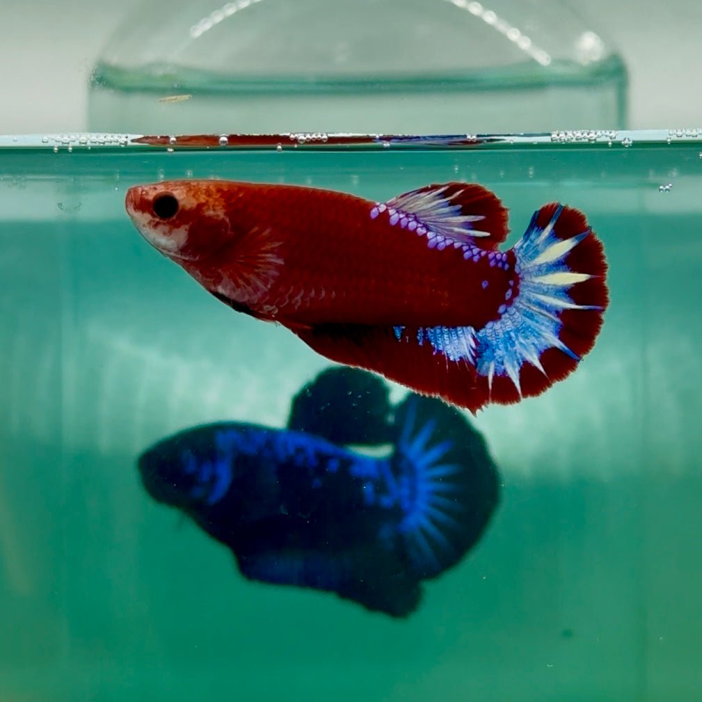 Plakat Red Fancy Hellboy Female Betta Ma25