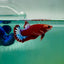 Plakat Red Fancy Hellboy Female Betta Ma25
