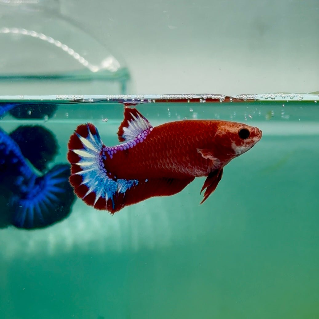 Plakat Red Fancy Hellboy Female Betta Ma25