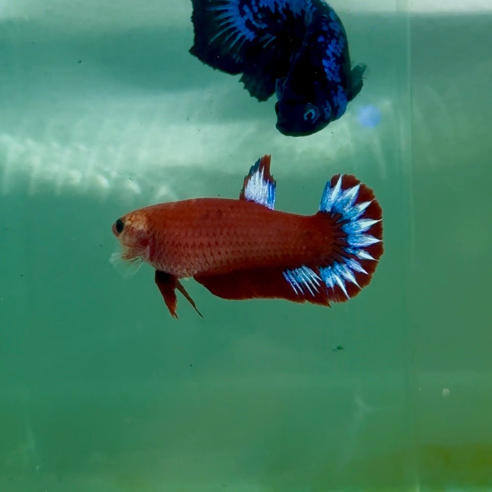 Plakat Red Fancy Hellboy Female Betta Ma28