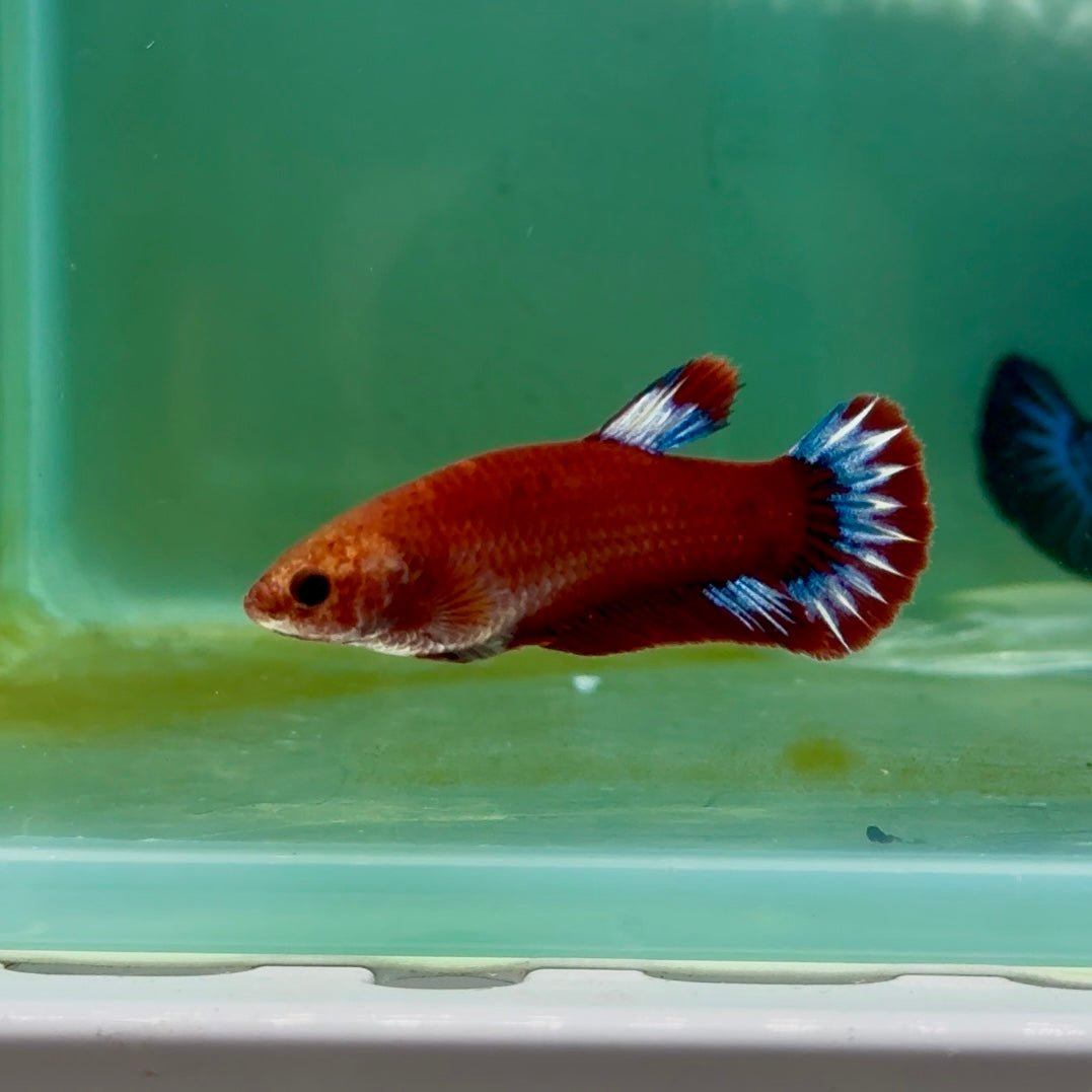 Plakat Red Fancy Hellboy Female Betta Ma28