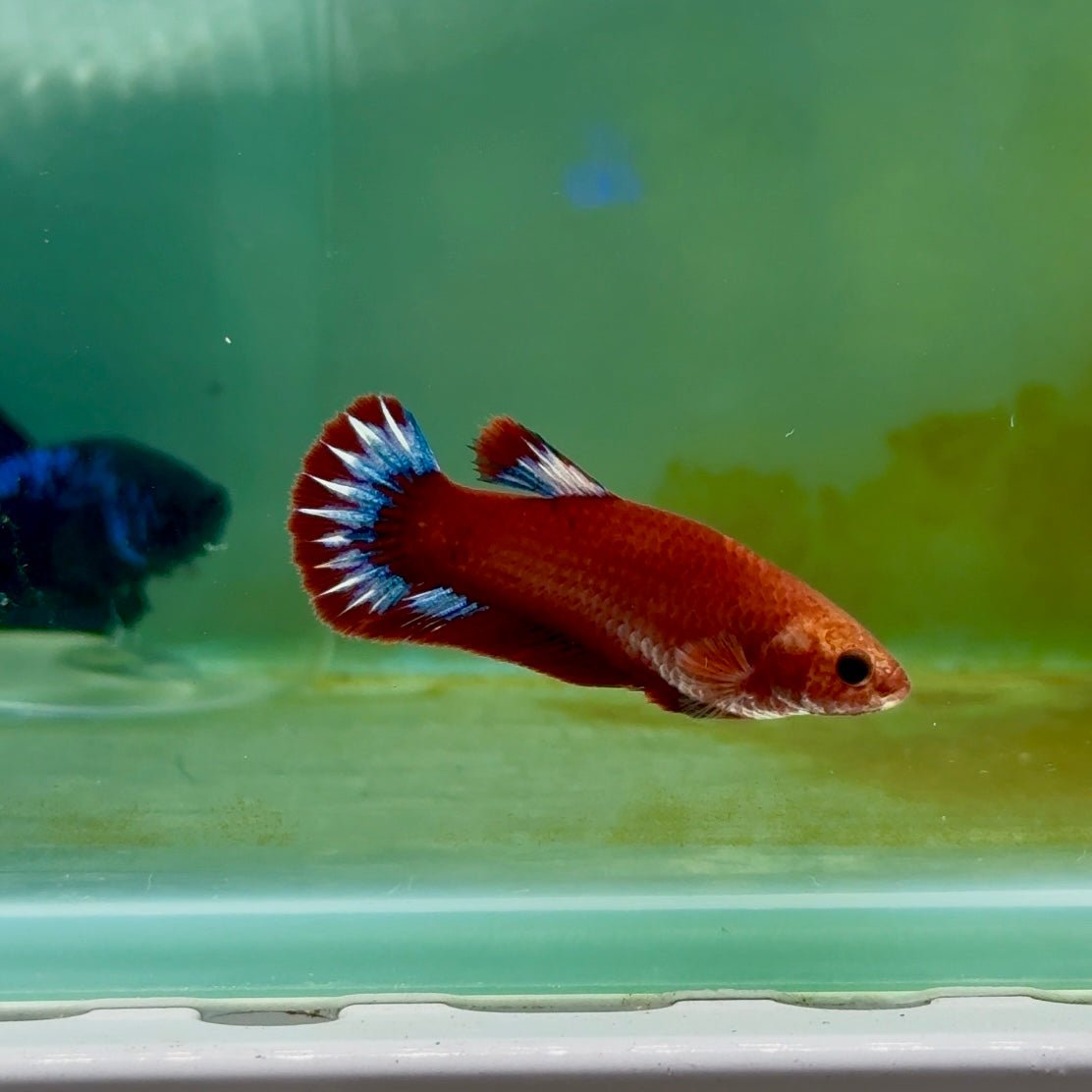Plakat Red Fancy Hellboy Female Betta Ma28