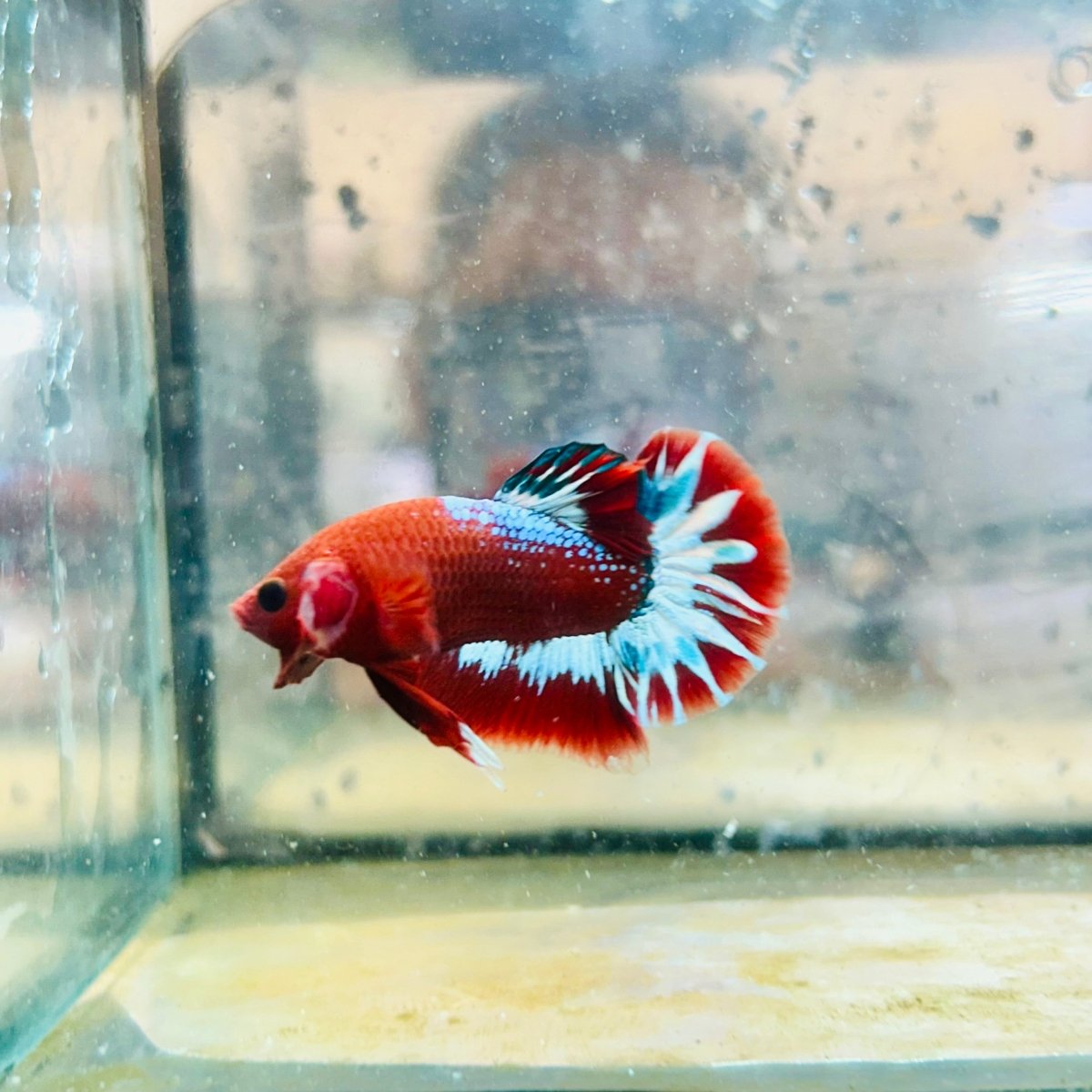 Plakat Red Fancy Hellboy Male Betta #063