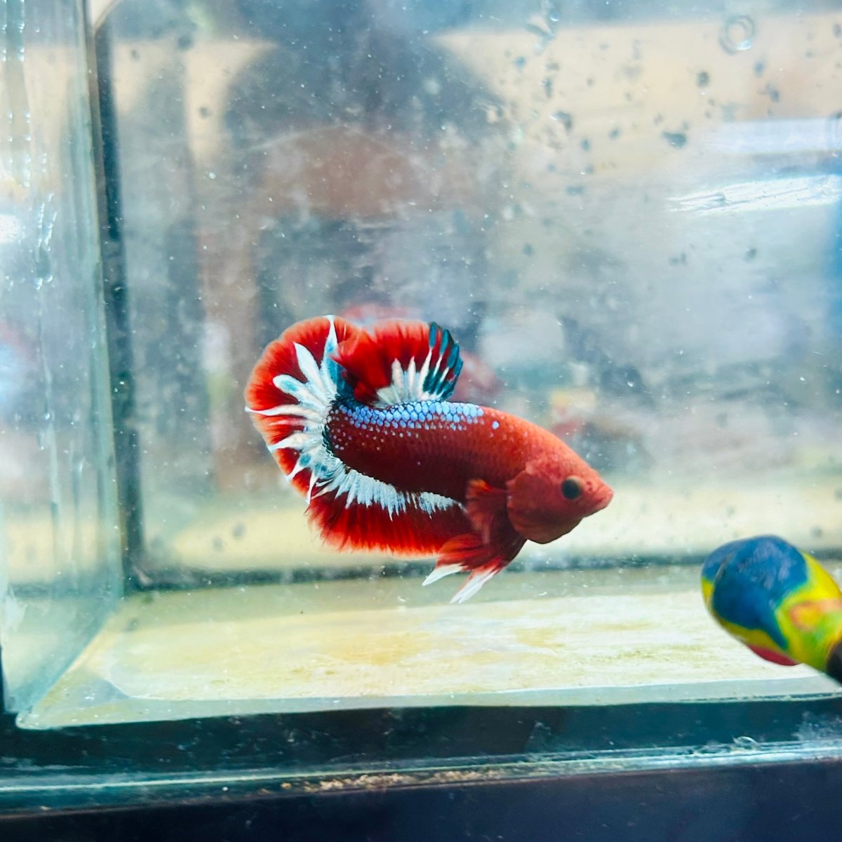 Plakat Red Fancy Hellboy Male Betta #063