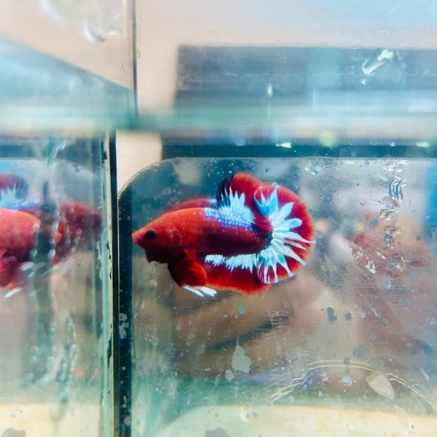 Plakat Red Fancy Hellboy Male Betta 063 Male betta