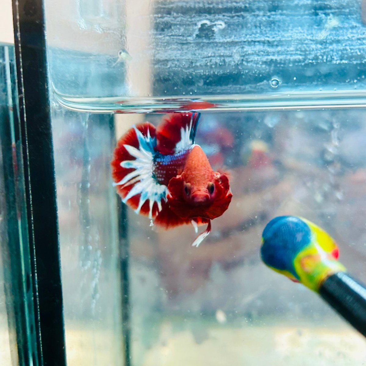 Plakat Red Fancy Hellboy Male Betta #063